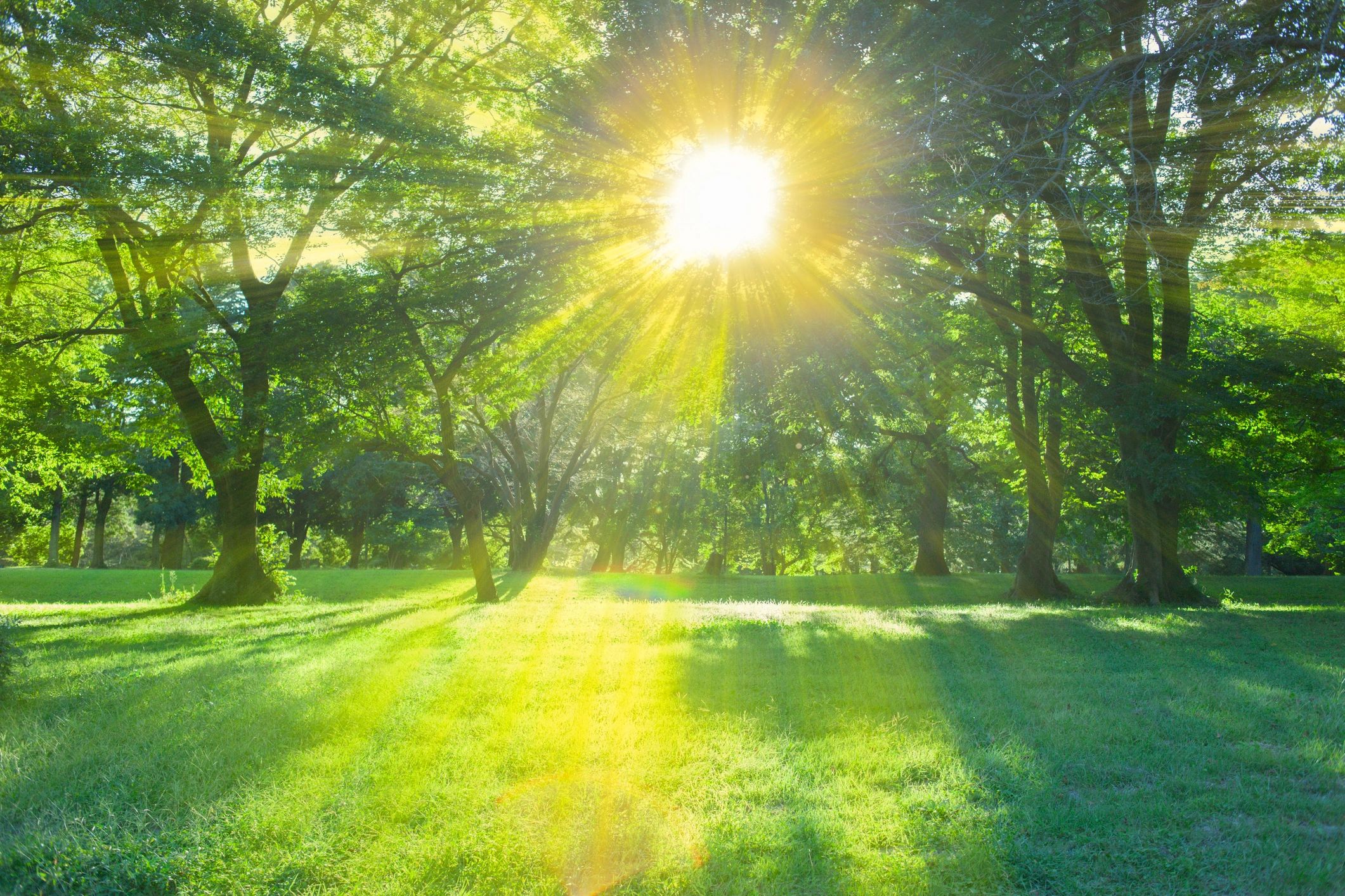 Sunlight filtering through a peaceful forest
