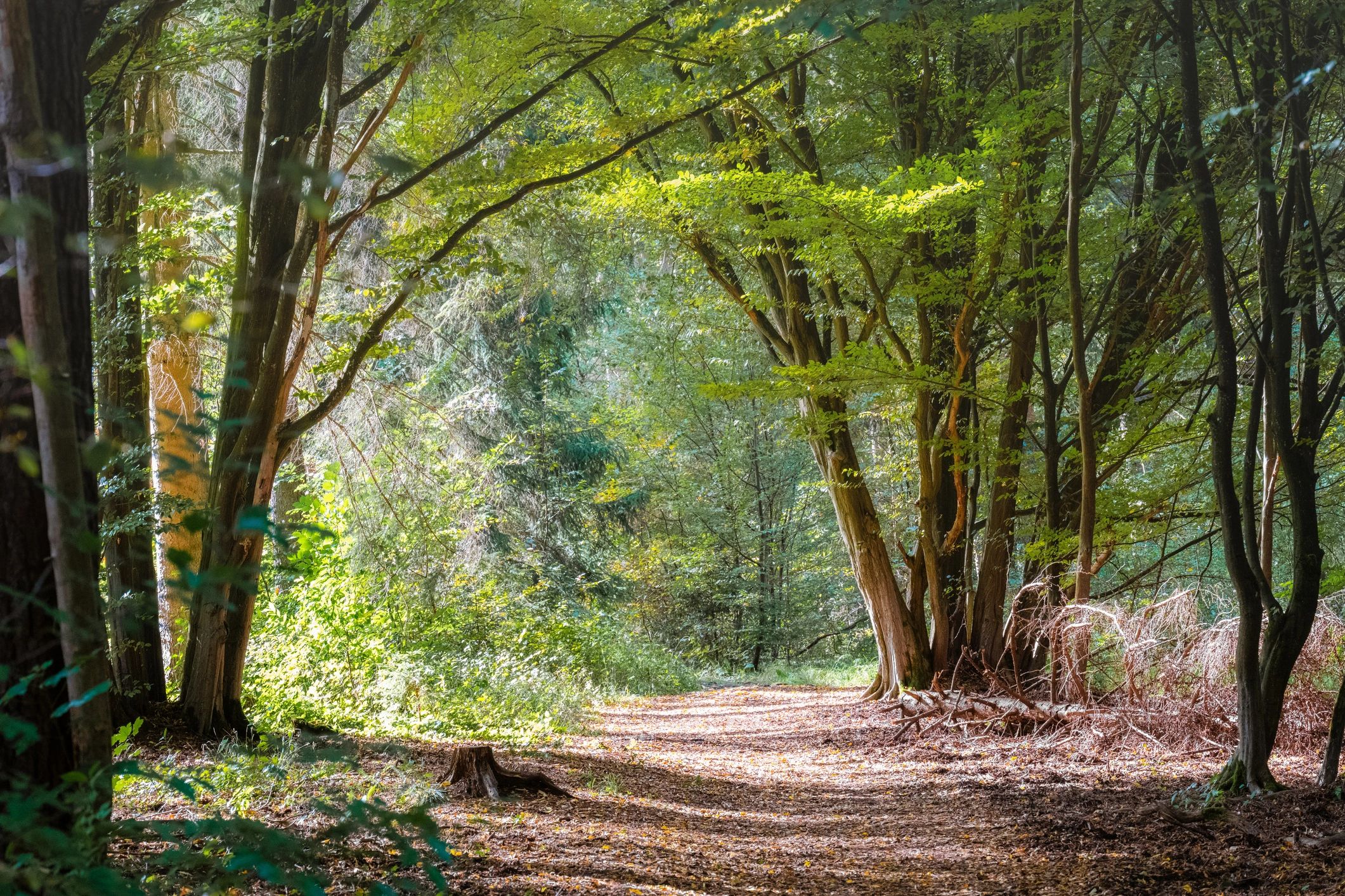 Forest path representing community mission and healing journey